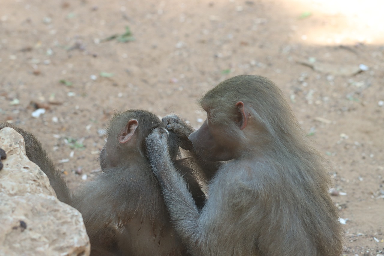 The Benefits of Regular Grooming for Ferrets